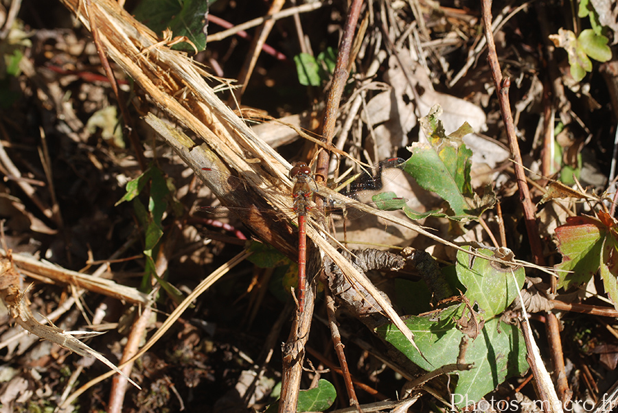 Sympetrum striolatum